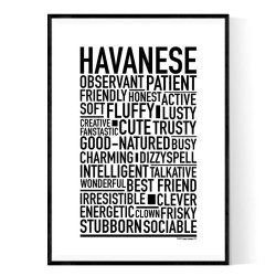 Havanese Poster