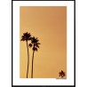 California Palms Poster
