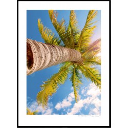 Key West Palms