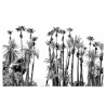 Palm Desert Palms