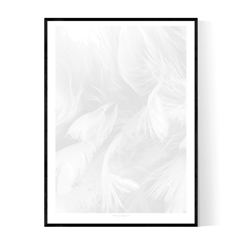 Abstract Grey Feathers